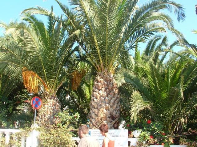 סיסי Palm Bay Hotel מראה חיצוני תמונה